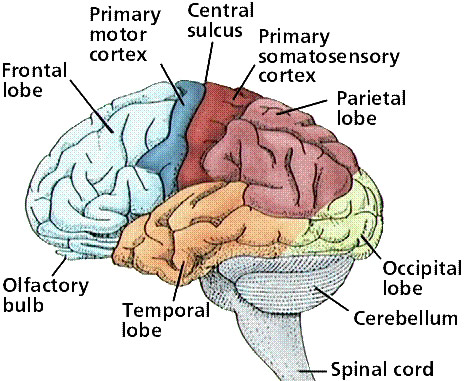 anatomy-of-the-brain-basic-tumour-surgery